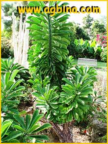     ( Euphorbia neriifolia )