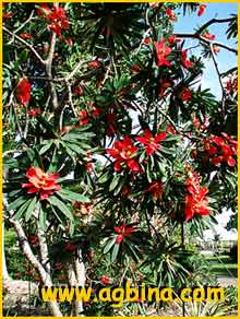   ( Euphorbia punicea )