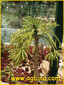    ( Euphorbia susan-holmesiae )