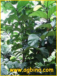   ( Fagraea racemosa )