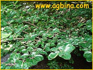   ( Fagus sylvatica rotundifolia ) 