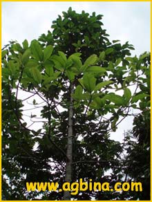   ( Ficus callosa )