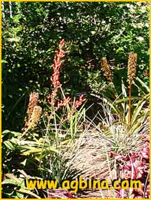    ( Hesperaloe parviflora / Yucca parviflora )