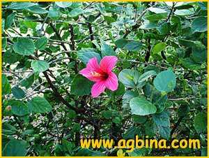   ( Hibiscus boryanus )