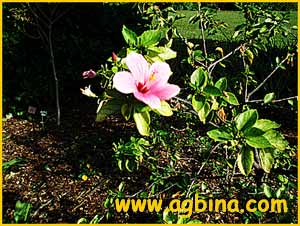    ( Hibiscus fragilis )