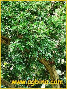   ( Muraya paniculata )