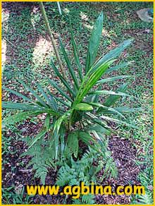    (  Nengella / Gronophyllum pinangoides )