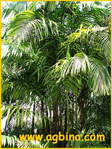   ( Oenocarpus mapora )