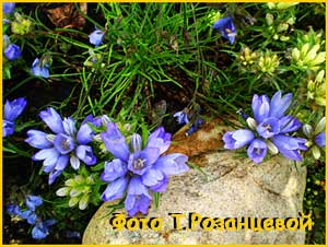   ( Edraianthus graminifolius )