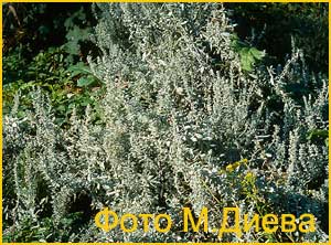  / ( Artemisia pontica )