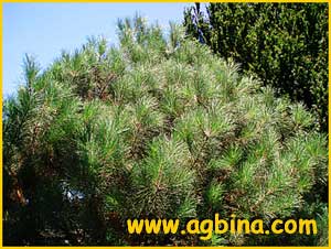    ( Pinus attenuata )
