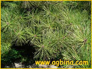     (Pinus rigida )
