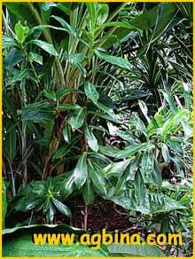     ( Ploiarium alternifolium )