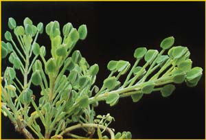   ( Oxalis succulentae )