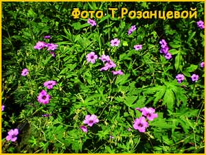    x  'Patricia' ( Geranium psilostemon x endressi 'Patricia' )