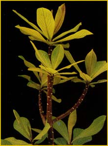   ( Synadenium grantii )
