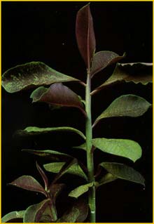    ( Synadenium grantii Rubra )