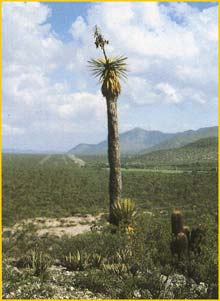   ( Yucca carnerosana )