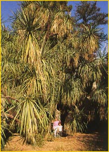   ( Yucca elephantipes / guatemalensis )