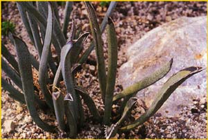   ( Yucca endlincheriana )