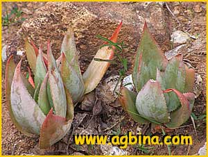  ( Aloe imalotensis ) 