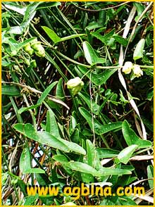   ( Passiflora biflora )