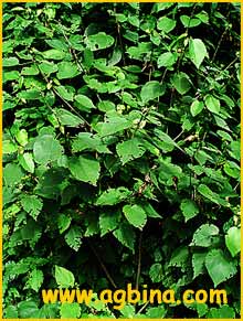   ( Pavonia bahamensis )