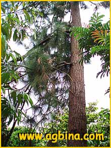     ( Pinus caribaea )