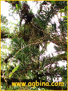   ( Podocarpus nagi ) 