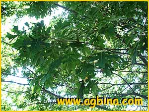    ( Quercus coccinea )