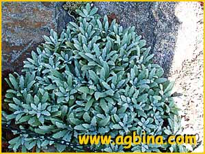 Шалфей дагестанский ( Salvia daghestanica )