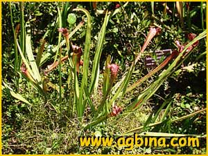   (Sarracenia leucophylla )