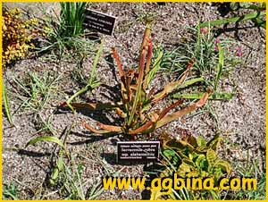   .  (Sarracenia rubra ssp. alabamensis)