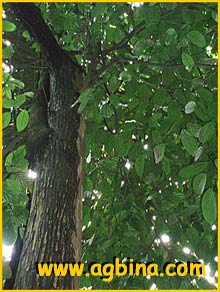 pp   ( Scorodocarpus borneensis )