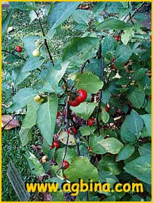    (Solanum capsicastrum)