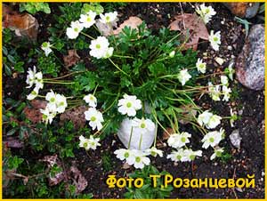   ( Ranunculus crenatus )
