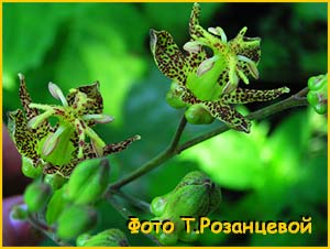   ( ricyrtis latifolia )