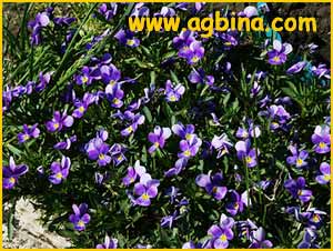   ( Viola tricolor )
