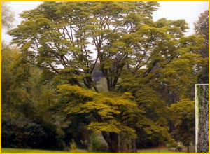     ( Phelodendron amurense )