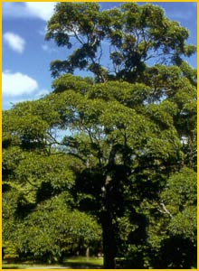   ( Phellodendron japonicum )