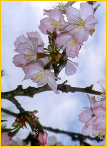   ( Prunus / Cerasus incisa )