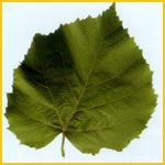   /  /   ( Tilia americana / glabra / nigra)