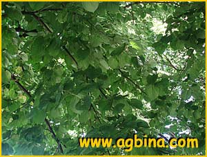  /  /  ( Tilia americana / glabra / nigra)