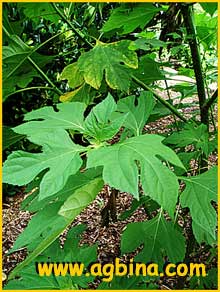   ( ithonia didersifolia ) 