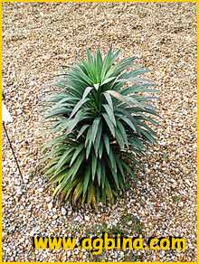   ( Yucca desnetiana )