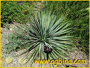  ( Yucca thompsoniana )