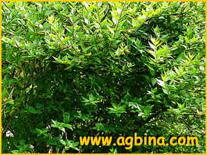   ( Abelia chinensis )