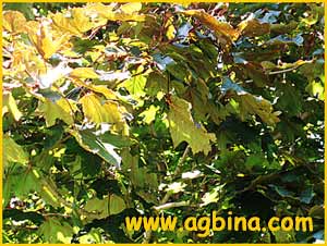    ( Acer platanoides Schwedleri )