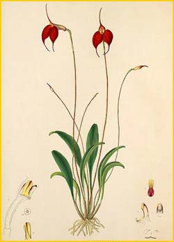   ( Masdevallia amabilis ) Florence H. Woolward "The Genus Masdevallia" 1896