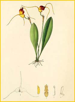   ( Masdevallia aristata ) Florence H. Woolward "The Genus Masdevallia" 1896